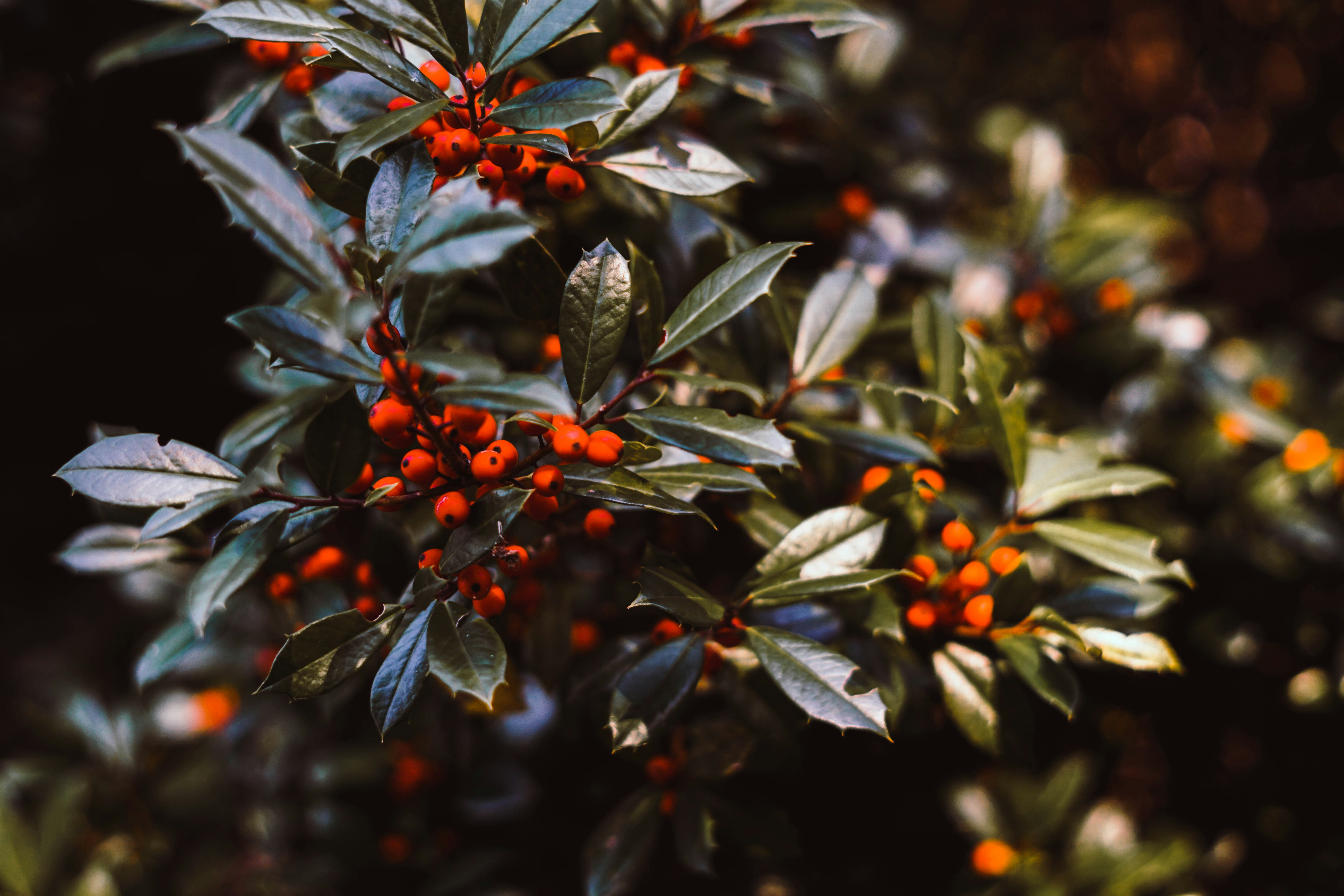 red flowers with green leaves